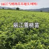 麗江雪桃種苗價(jià)格- 麗江雪桃種苗種植資料大全