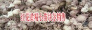 云南種植一畝黃精需要多少斤?-黃精中藥材功效與作用