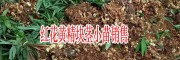 紅花黃精塊莖苗子圖片(附種植技術(shù))