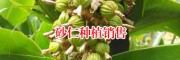 進(jìn)口砂仁_玉林市場(chǎng)進(jìn)口砂仁_玉林市場(chǎng)進(jìn)口砂仁多少錢?