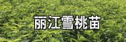 麗江雪桃果能達(dá)多重_麗江雪桃苗