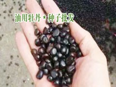 云南油用牡丹_山東油用牡丹_中國林科院對(duì)牡丹油介紹