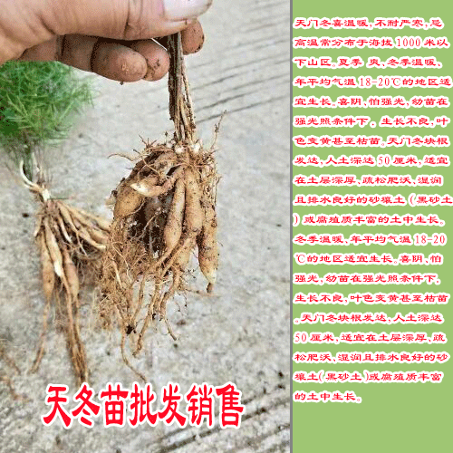 低價(jià)天冬苗_哪有天冬苗_天冬苗收購