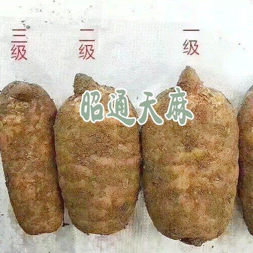 昭通天麻公司_昭通天麻功效 |特級2-3個(gè)78元/斤