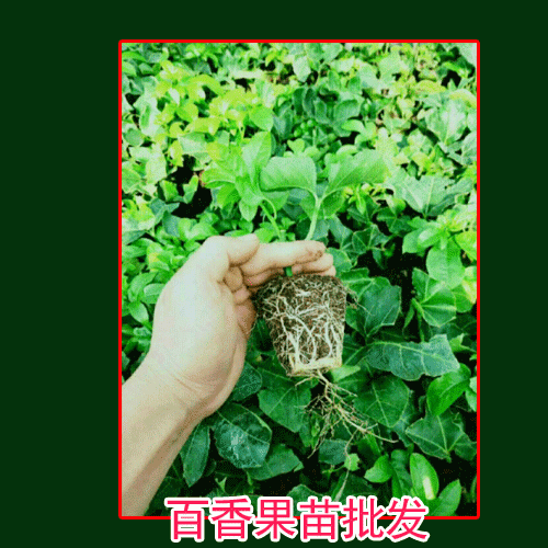 百香果_黃金百香果，臺農唐2號百香果苗圖片