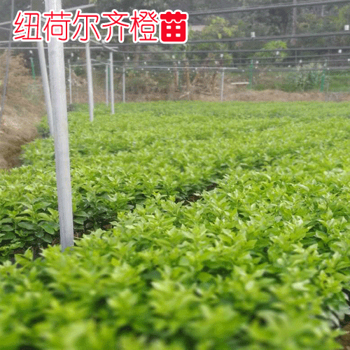 紐荷爾臍橙種植技術方面