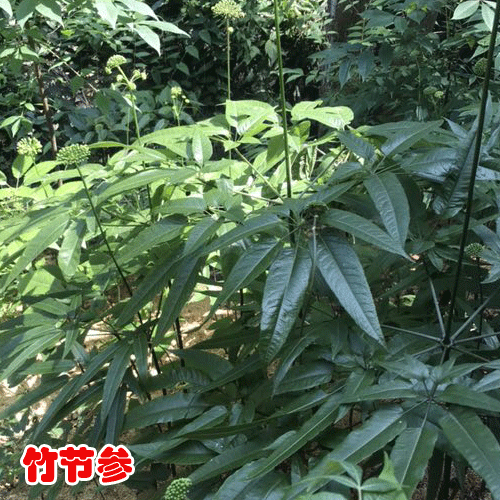 竹節(jié)參,市場(chǎng)行情走高2019.6.13價(jià)格行情