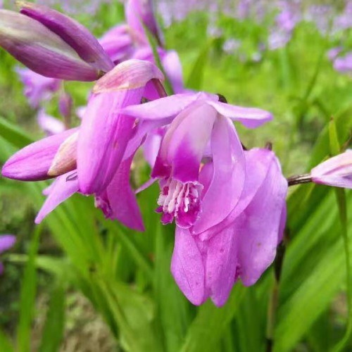 昭通重樓（獨角蓮）、白芨、金鐵鎖（獨丁子）、黨參、黃精