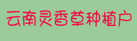 云南靈香草種植戶(hù)_靈香草軟腐病防治方法
