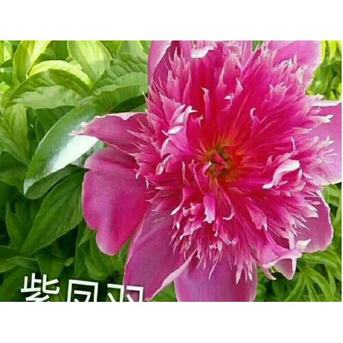 牡丹，芍藥專業合作社
