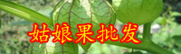 吉祥果燈籠果（姑娘果）市場價格多少錢一斤？怎么吃好？