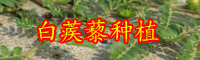 白蒺藜的別名叫什么？價格大概多少錢一斤？