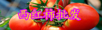 云南西紅柿的別名叫什么？今日價格大概多少錢一斤？