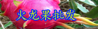 云南“長(zhǎng)壽果”火龍果一年開(kāi)幾次花？結(jié)幾次果？