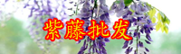 云南紫藤花通常幾月份開花？