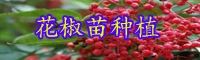 “香辛調(diào)味品”青花椒如何種？栽種經(jīng)濟(jì)效益如何？