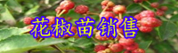 漲勢快的花椒樹苗價(jià)格多少錢一株？一畝地要栽種是多少株？