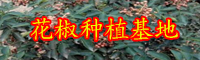 花椒的作用與功效有什么？花椒水能夠治痔瘡嗎？會(huì)造成負(fù)作用嗎？（附服用忌諱）