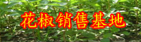 蕓香科綠色植物野花椒能吃嗎?價(jià)格行情多少錢一斤?有哪些作用和功效?