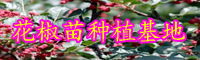 “蕓香科”花椒樹有哪些病害？病發(fā)病癥是啥？預(yù)防方式有什么？