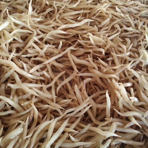 詳細說明天冬價格行情及高產(chǎn)種植技術(shù)_云南大天冬銷售
