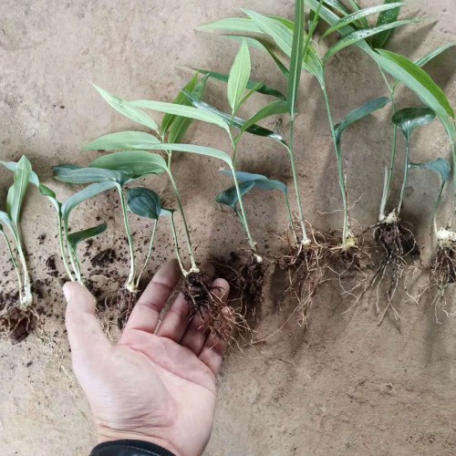 2020年中藥材黃精種植前景如何？其作用與功效是啥？