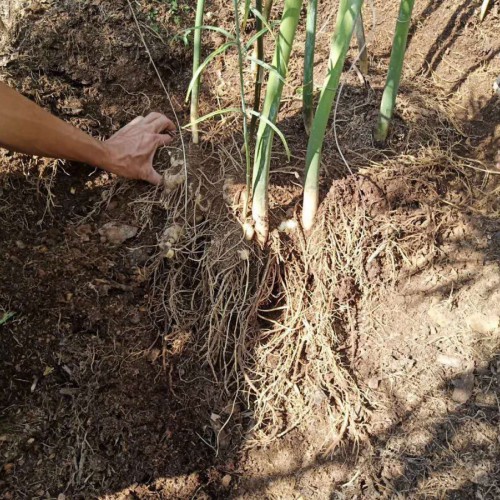黃精價錢多少錢一斤？種植前景和經濟效益如何？
