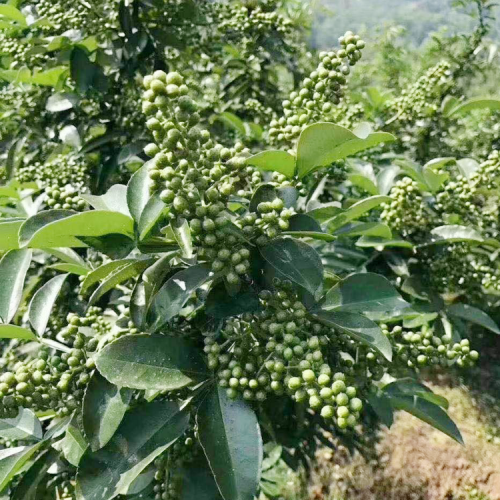 產地云南花椒種植的方法及注意事項