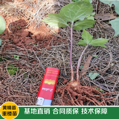 重樓種苗廠家直銷需要多少錢一株？何時(shí)種植好呢？