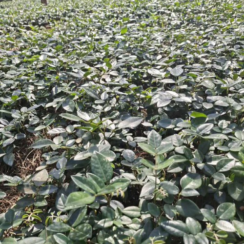 現在廣西2020年山豆根苗多少錢一棵？山豆根苗種植前景