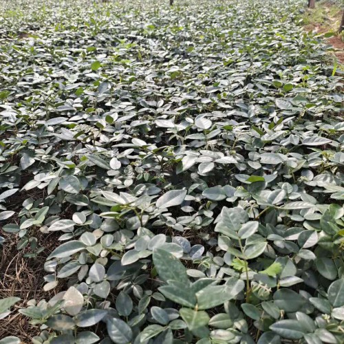高品質山豆根（苗）苗價錢；廣西省山豆根（苗）苗
