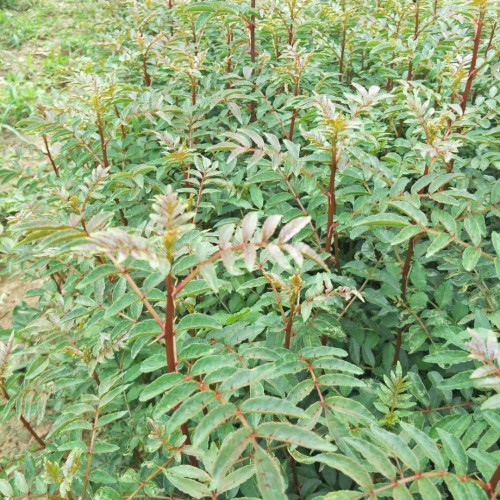 文山花椒苗多少錢一棵?適合文山地區(qū)種植花椒苗  一般一畝花椒苗栽多少棵?