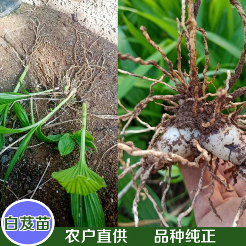 白及苗，黃精苗，天冬苗