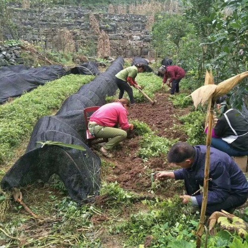 畢節三葉青種植_三葉青種植批發價格