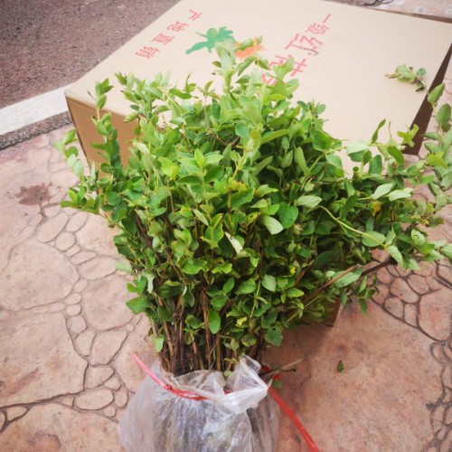 金銀花一年苗 金銀花苗哪里買(mǎi) 云南哪里種植金銀花