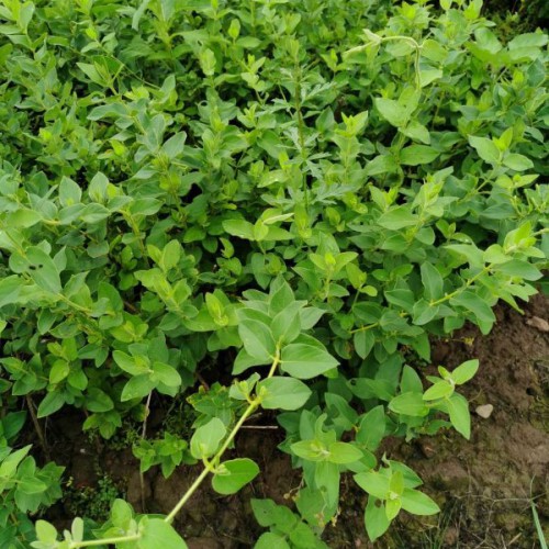 云南金銀花產(chǎn)地在哪里？三年苗金銀花一棵樹(shù)多少？