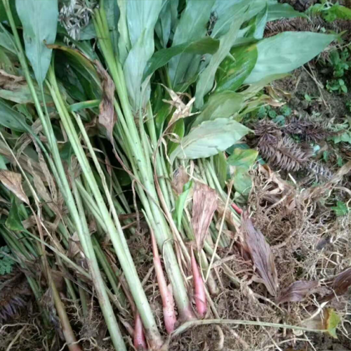 草果苗種植基地_草果種植賺錢嗎