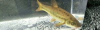現(xiàn)在青魚苗價(jià)格是多少錢？一年能長多大？吃什么食物？