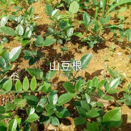 山豆根用途多，經(jīng)濟效益不錯，這樣種植才正確