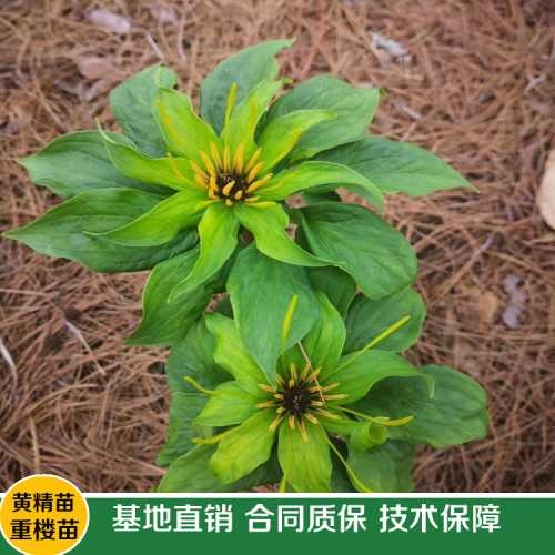 如何區(qū)別重樓好壞_云南重樓苗報(bào)價(jià)中心