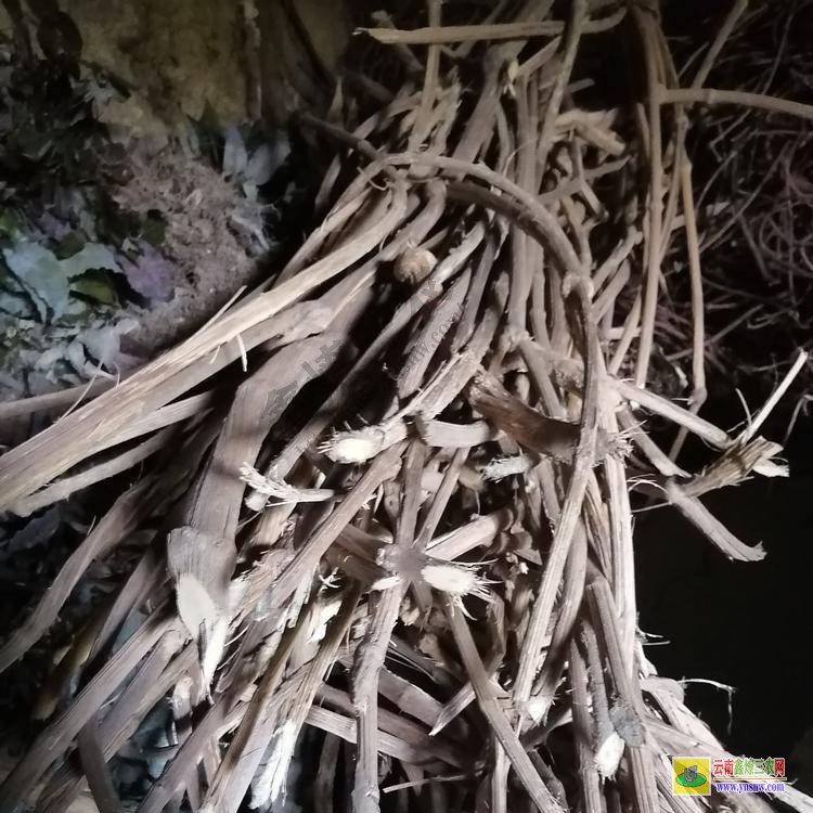 木通中藥銷售公司 大概多少錢一斤 優(yōu)質(zhì)川木通價(jià)格