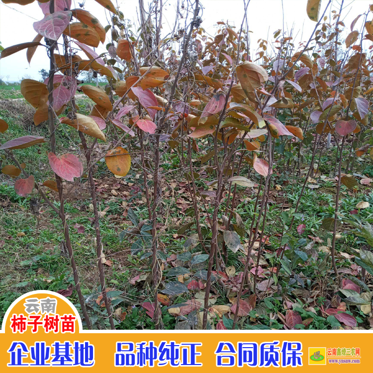 紅河批發(fā)柿子苗 陜西柿子苗 云南脆柿子種植基地在哪