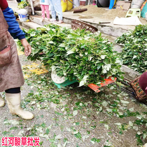 酸草 全國酸草銷售是多少 云南哪里有酸草賣