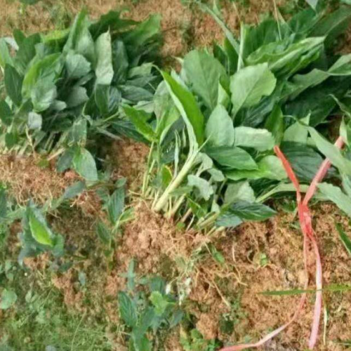 哪里有3年生草果苗？文山馬關3年草果袋裝苗-4月草果開花
