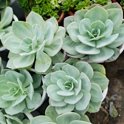 多肉種植基地布置圖 多肉植物批發基地在哪 云南多肉批發市場