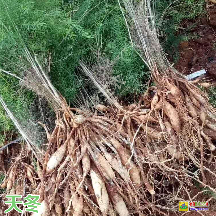 良種大天冬苗價格 天冬苗圖片 天冬苗批發市場