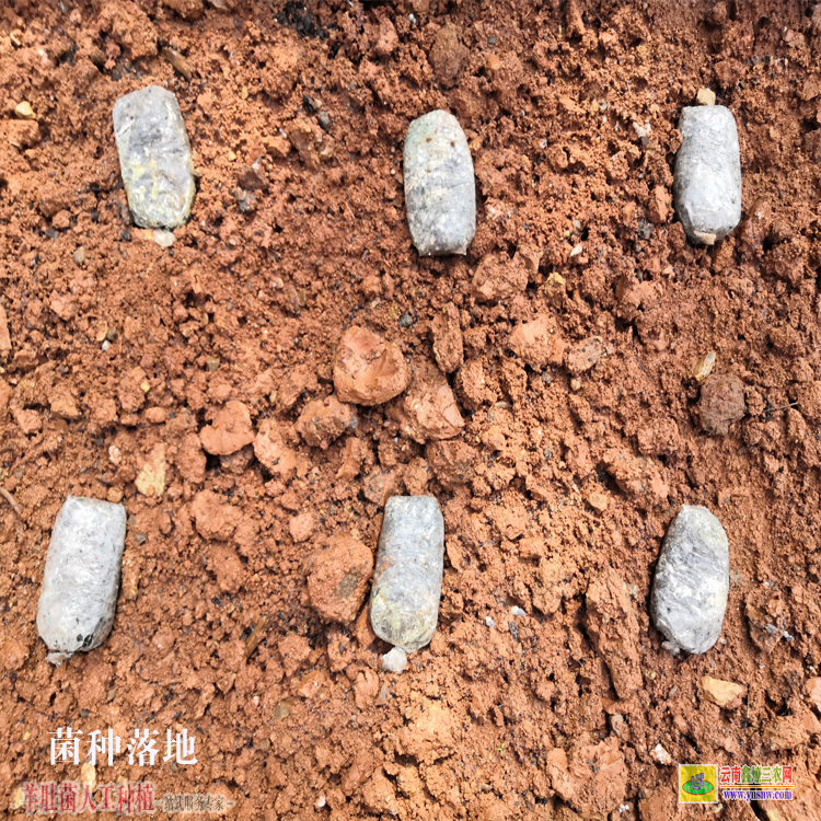 北京新鮮羊肚菌價格 栽培羊肚菌 昆明市云南羊肚菌廠家