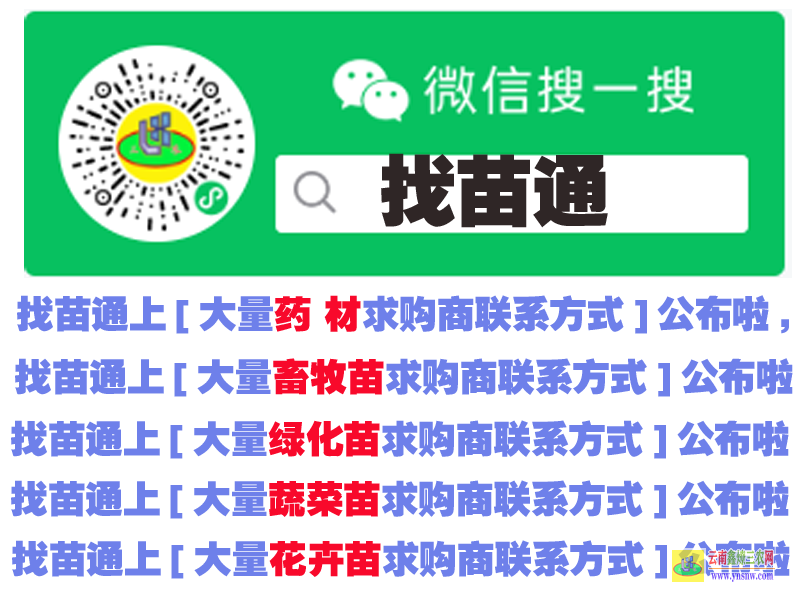 元謀石榴樹苗 云南哪個(gè)地方有沉香樹苗賣 微信搜搜{找苗通}