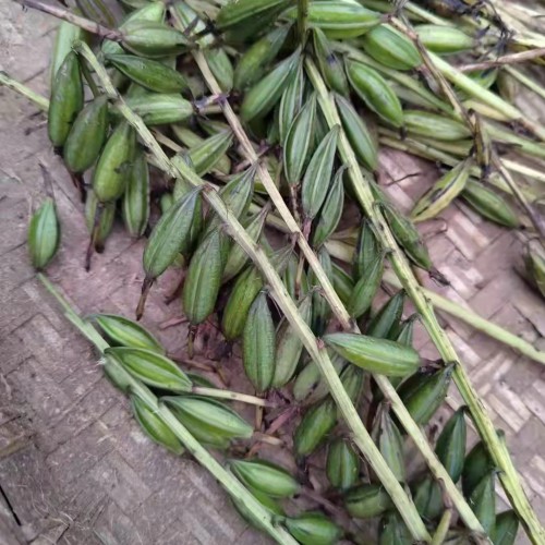 瀘州 【毛慈菇苗】苗好多錢(qián)一株 毛慈菇苗價(jià)格多少一公斤 毛慈菇價(jià)格2021