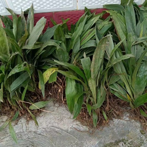 達(dá)州 【毛慈菇苗】咋賣的呢 毛慈菇苗怎么培植 中國(guó)藥材市場(chǎng)毛慈菇圖片